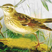 Wood Lark